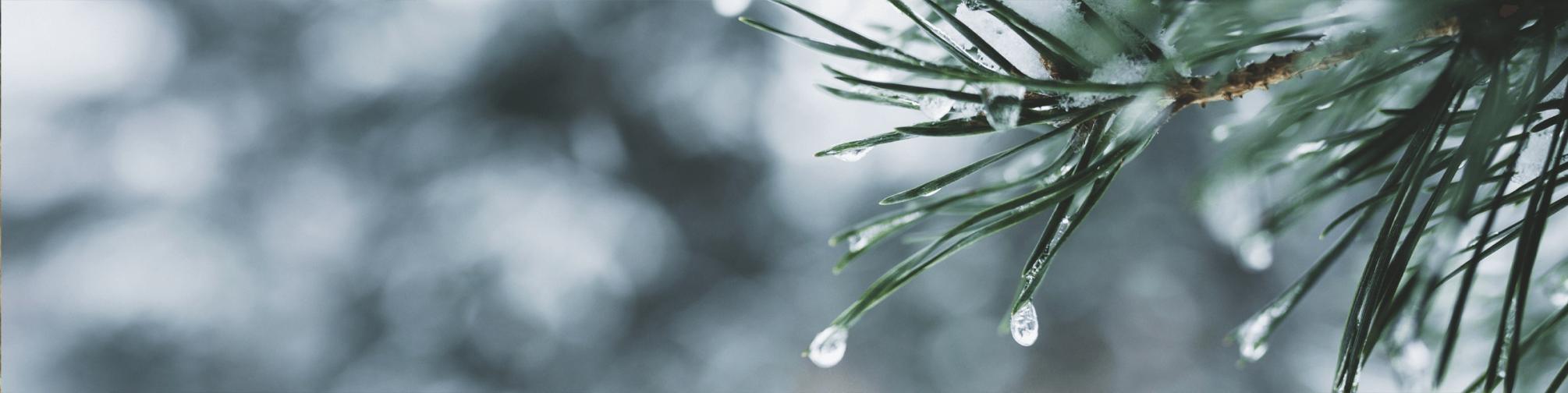 close up of snow and water on pine tree needles